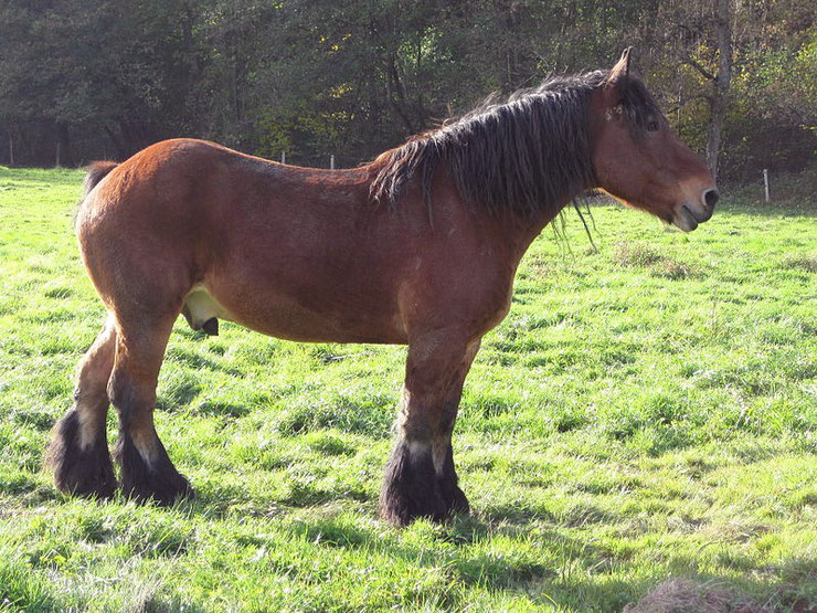 ardennais fiche cheval chevaux animaux caractere origine comportement race robe