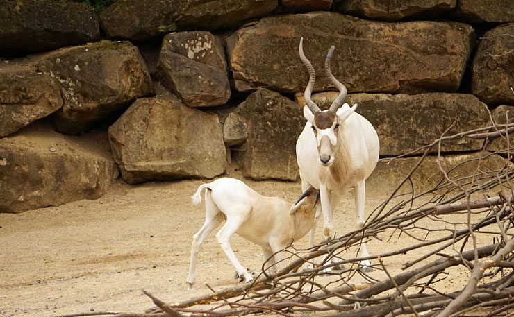 fiche animaux addax mammiferes bovides afrique