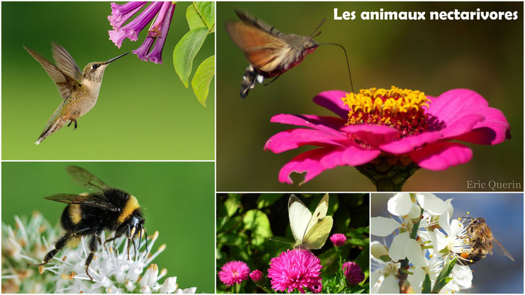 animaux nectarivores