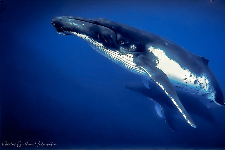 baleine à bosse ou rorqual à bosses