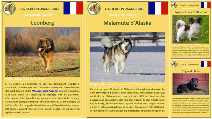 fiche animaux animal de compagnie  chien à telecharger et a imprimer pdf comportement origine caractere race leonberg malamute d'alaska epagneul nain continental dogue du tibet