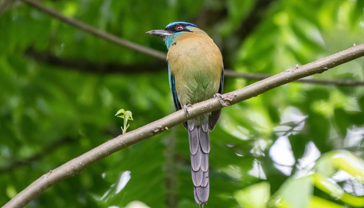 motmot a tête bleue fiche animaux oiseaux turquoise browed motmot animal facts bird