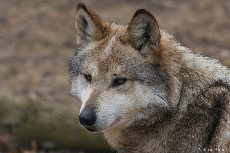 loup du mexique fiche animaux canides animal fact mexican wolf