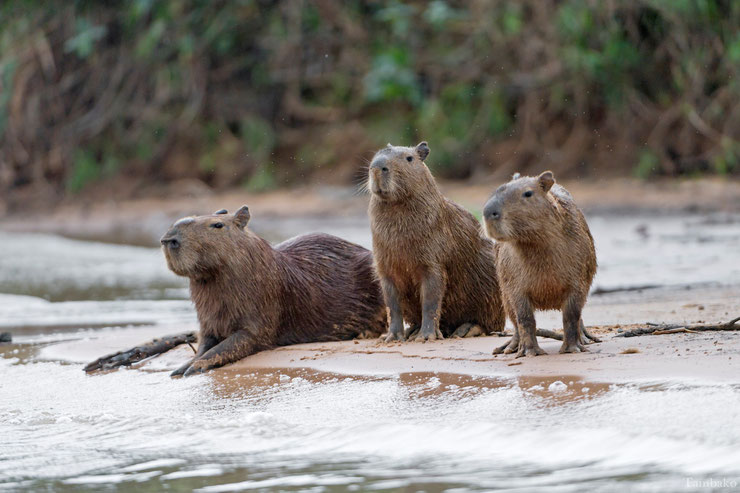 capybaras