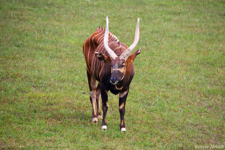 bongo antilope africaine