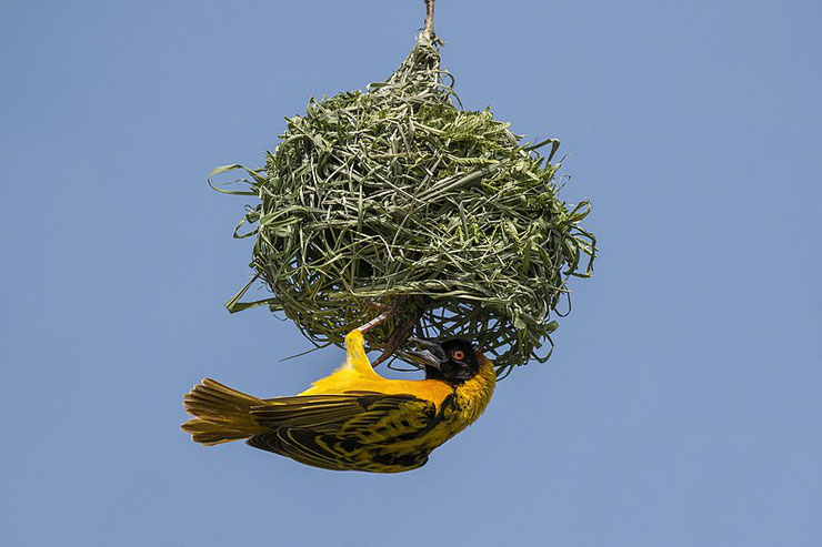 tisserin gendarme fiche oiseaux afrique poids taille longevite habitat distribution