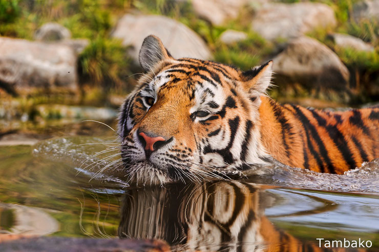 tigre du bengale en train de nager 