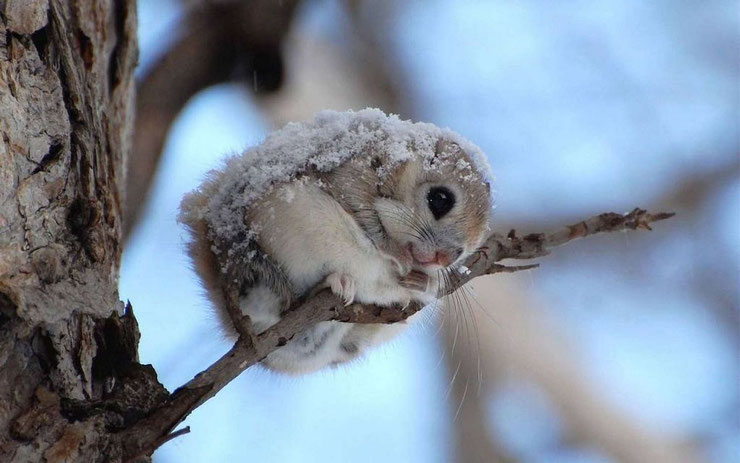 polatouche de siberie fiche animaux ecureuil volant siberian flying squirel animal fact