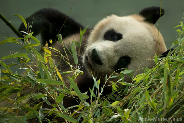 panda geant fiche animaux taille poids alimentation habitat longevite comportement 