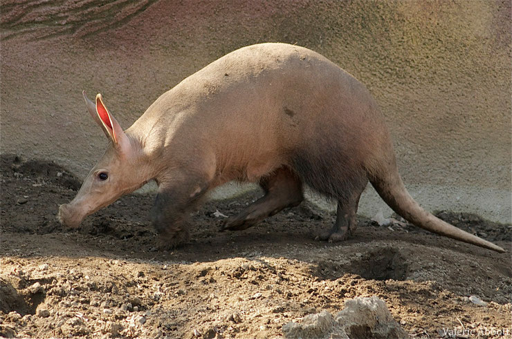 orycterope du cap cochon de terre fiche animaux afrique animal fact aardvark