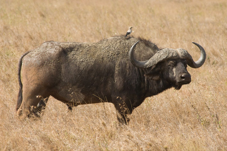 buffle d'afrique african buffalo