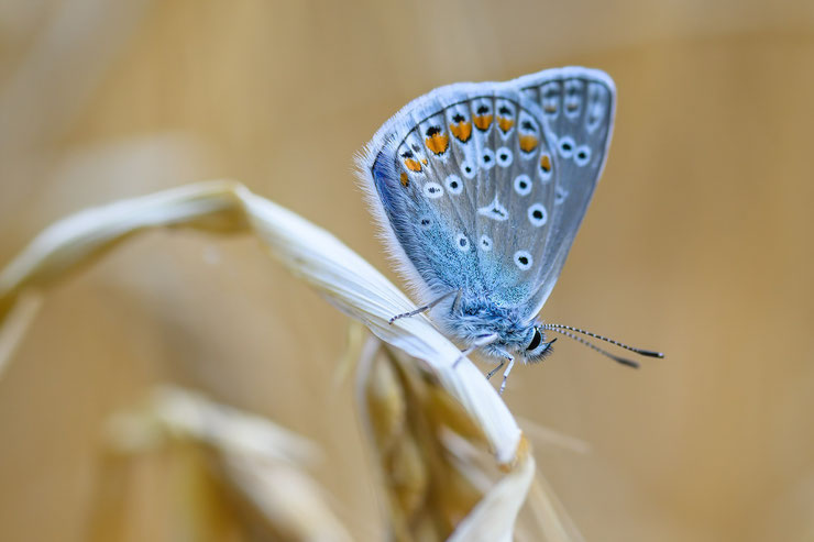papillon argus bleu