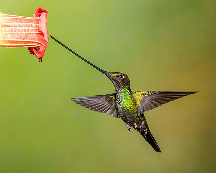 colibri porte epee fiche animaux oiseaux Ensifera ensifera 