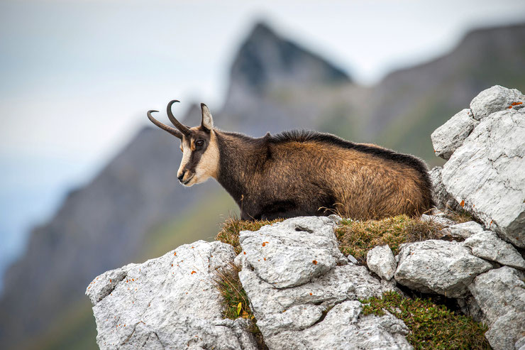 chamois dans les alpes suisse faune sauvage animaux