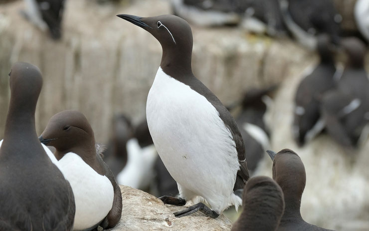 Guillemot de troïl - Uria aalge - oiseaux marins