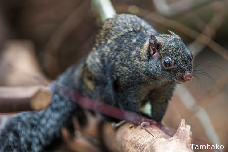 ecureuil du yucatan fiche aanimaux mammiferes sauvages amerique du sud mexique belize guatemala