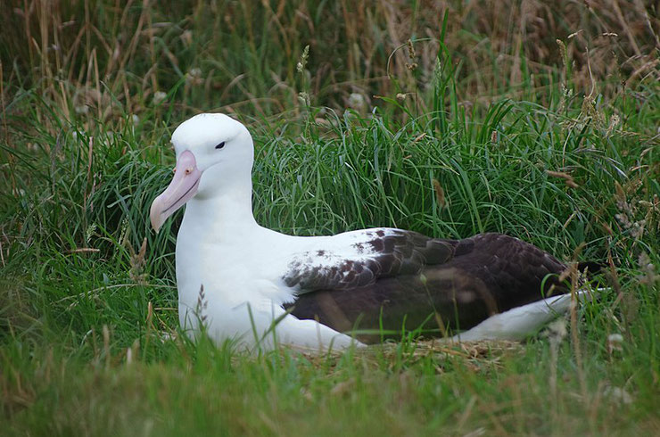 albatros royal fiche animaux oiseaux 