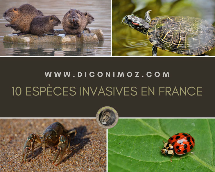 10 espèces animales invasives en France