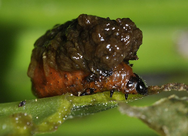 larve criocere du lis lys fiche animaux insectes devastateur especes invasives traitement biologiques