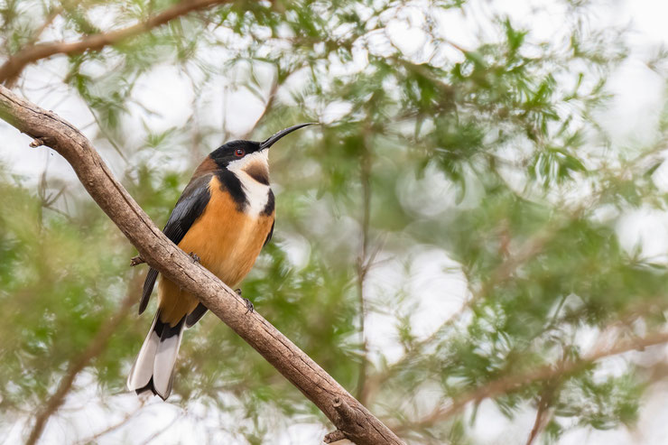 Méliphage a bec grele eastern spinebill comportement taille poids longevité