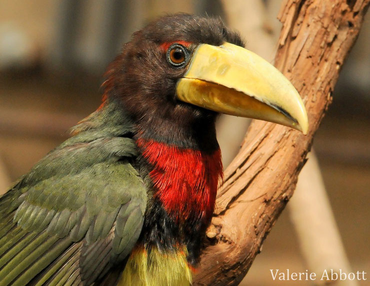 aracari azara fiche animaux oiseaux amazonie  taille poids alimentation reproduction 