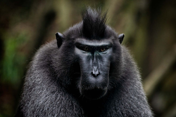 macaque de celebes à crête noire comportement taille poids repartition