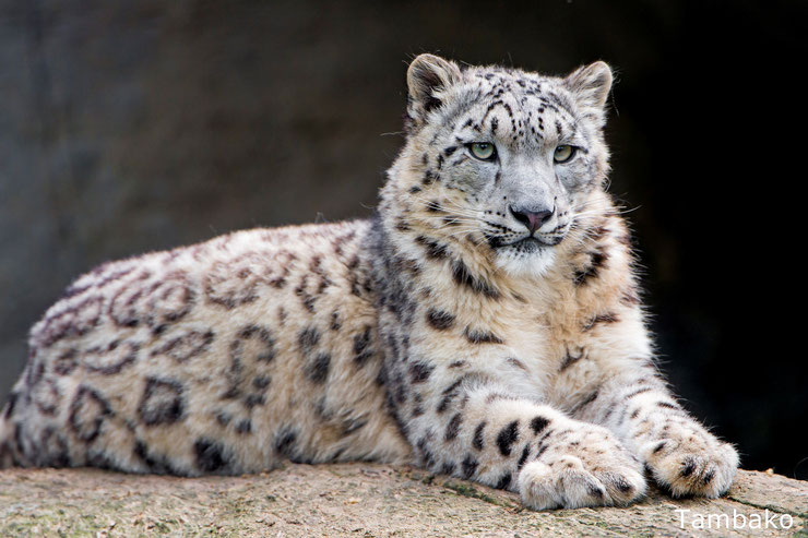 léopard des neiges ou once