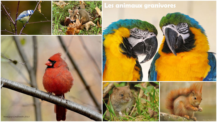 animaux granivores