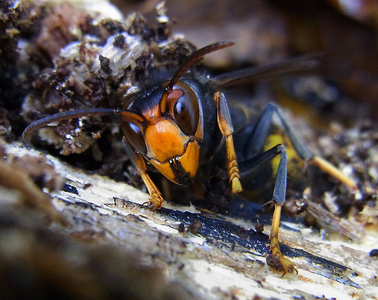 frelon asiatique hymenoptere