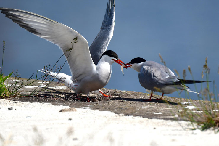 Sterne pierregarin - sterna hirundo - Oiseaux marins