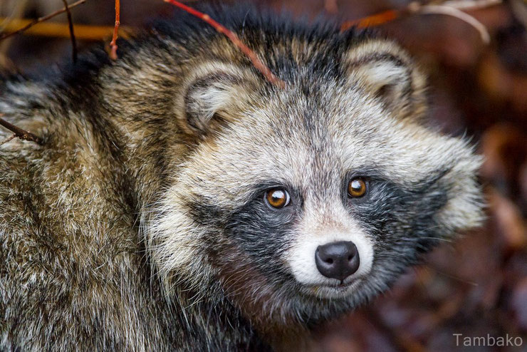 chien viverrin ces animaux qui hibernent