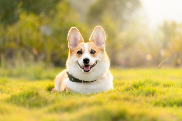 welsh corgi pembroke