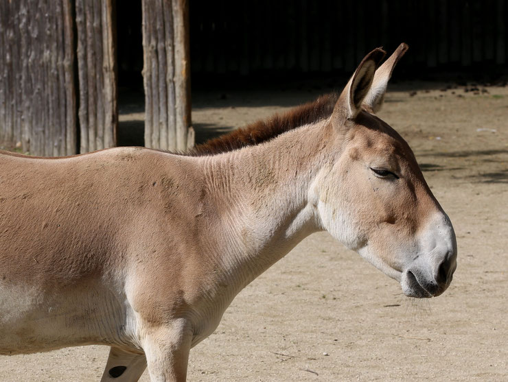 fiche animaux ane asie hemione Equus hemionus