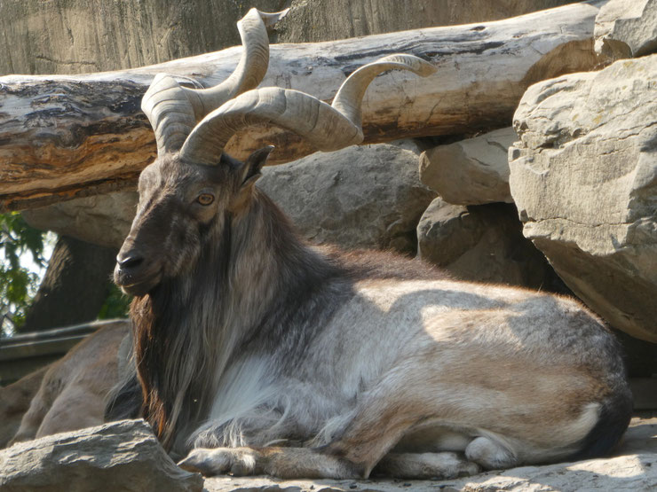 animal facts markhor