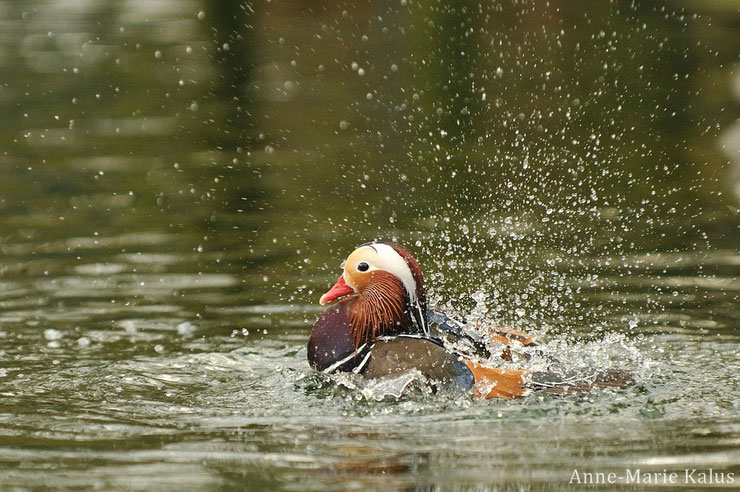 mandarin duck fact birds