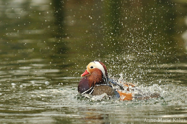 mandarin duck fact birds