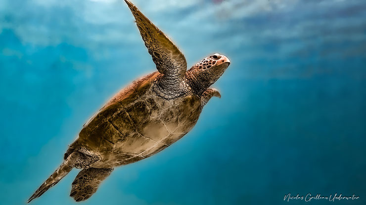 tortue verte green sea turtle moorea tahiti