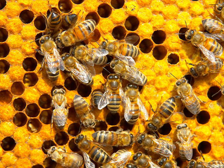 abeilles extinction fin monde humanite vie survie biodiversite pollinisation terre apiculture