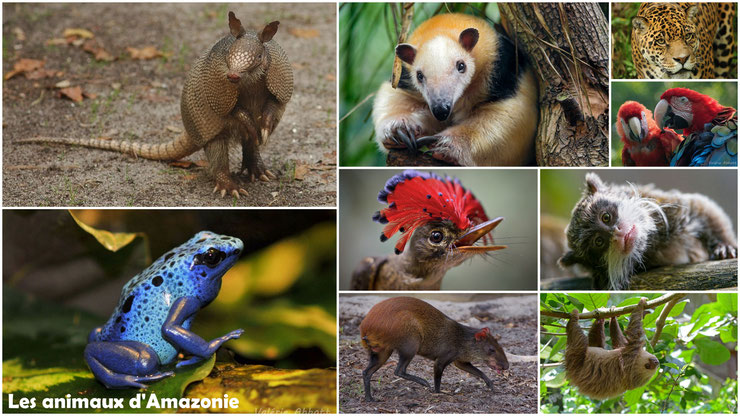 les animaux d'amazonie de guyane et du brésil