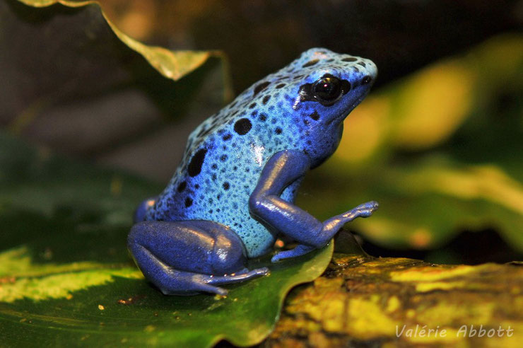 liste des animaux d'amazonie dendrobate bleue