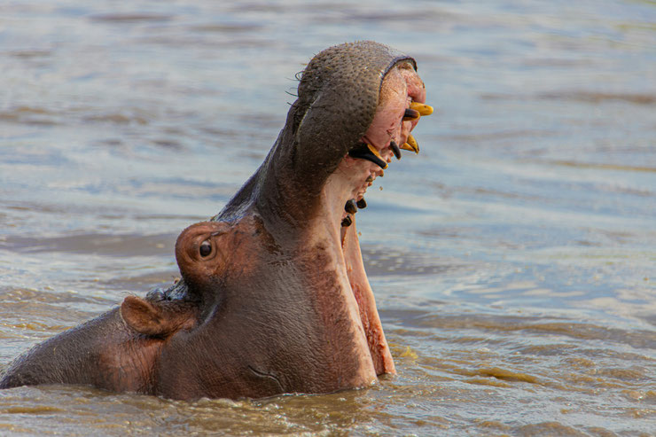 L'hippopotame : géant paisible ou animal le plus dangereux de la planète ?