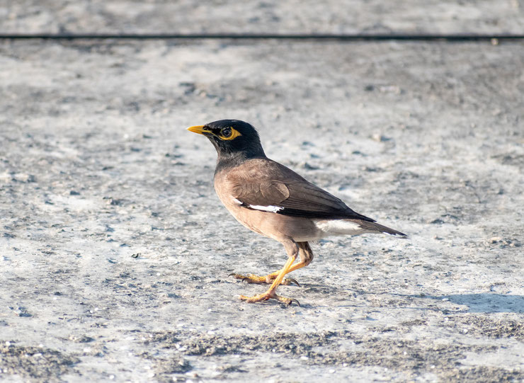 mainate religieux ou mainate commun fiche oiseaux