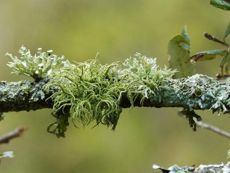 définition du mot lichens