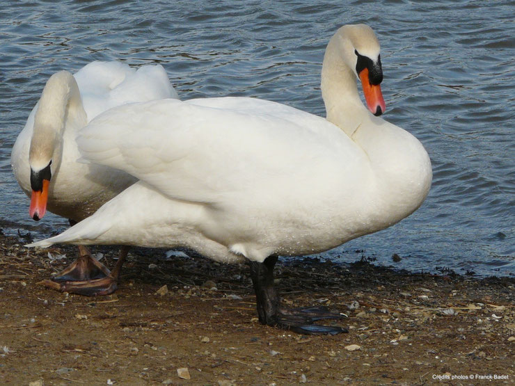 anatidés definition cygne canard