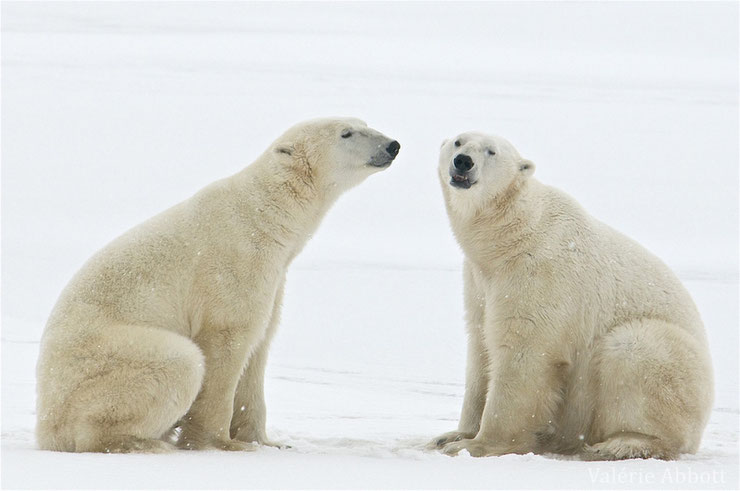 les animaux de la banquise et des cercles polaires pole sud nord arctique antarctique ours blanc polaire