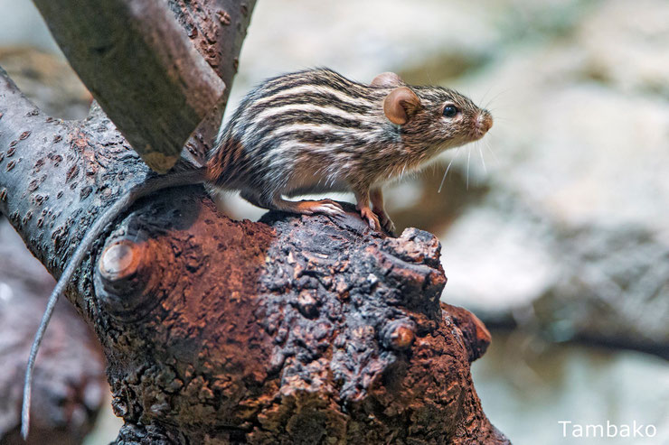 souris rayee afrique fiche animaux pedagogique animal facts typical striped grass mouse