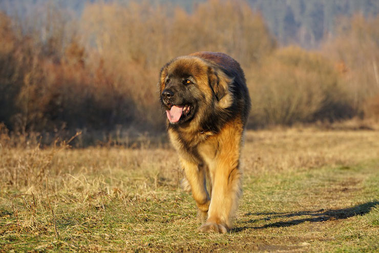 leonberg fiche chien animaux caractere comportement origine poil couleur