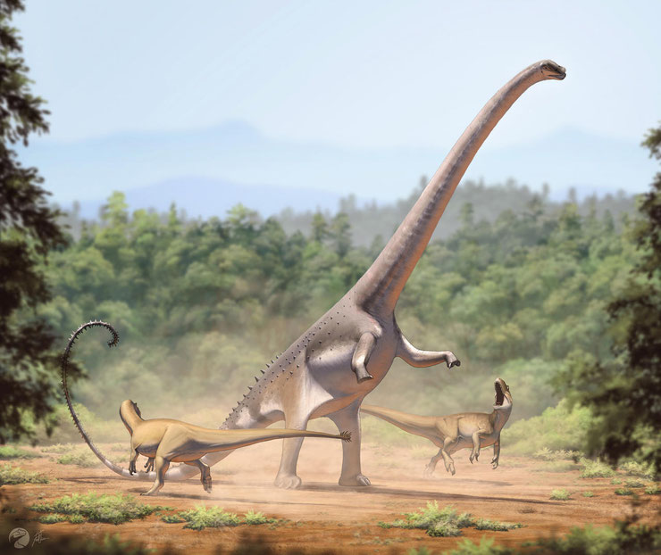 Barosaurus dinosaure du jurassique supérieur