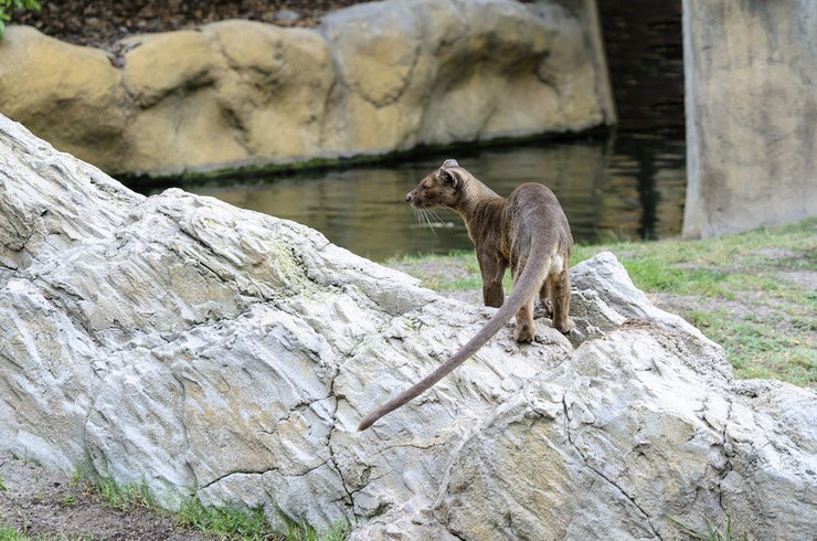 fossa fiche animaux