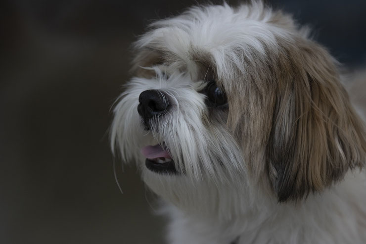 shih tzu portrait de chien